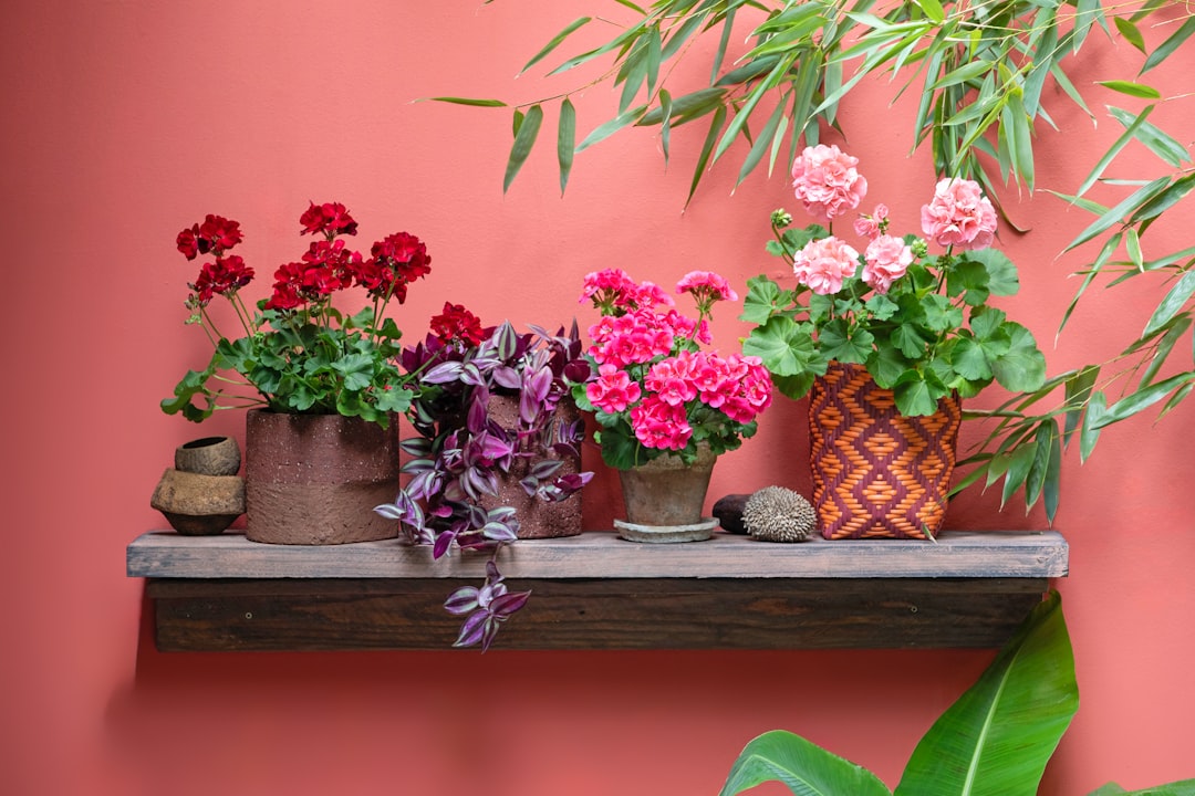 The Plants I Have Killed and What They Taught Me - plants & greenery