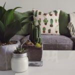 Bathroom Plants and the Humidity Lesson I Missed - plants & greenery