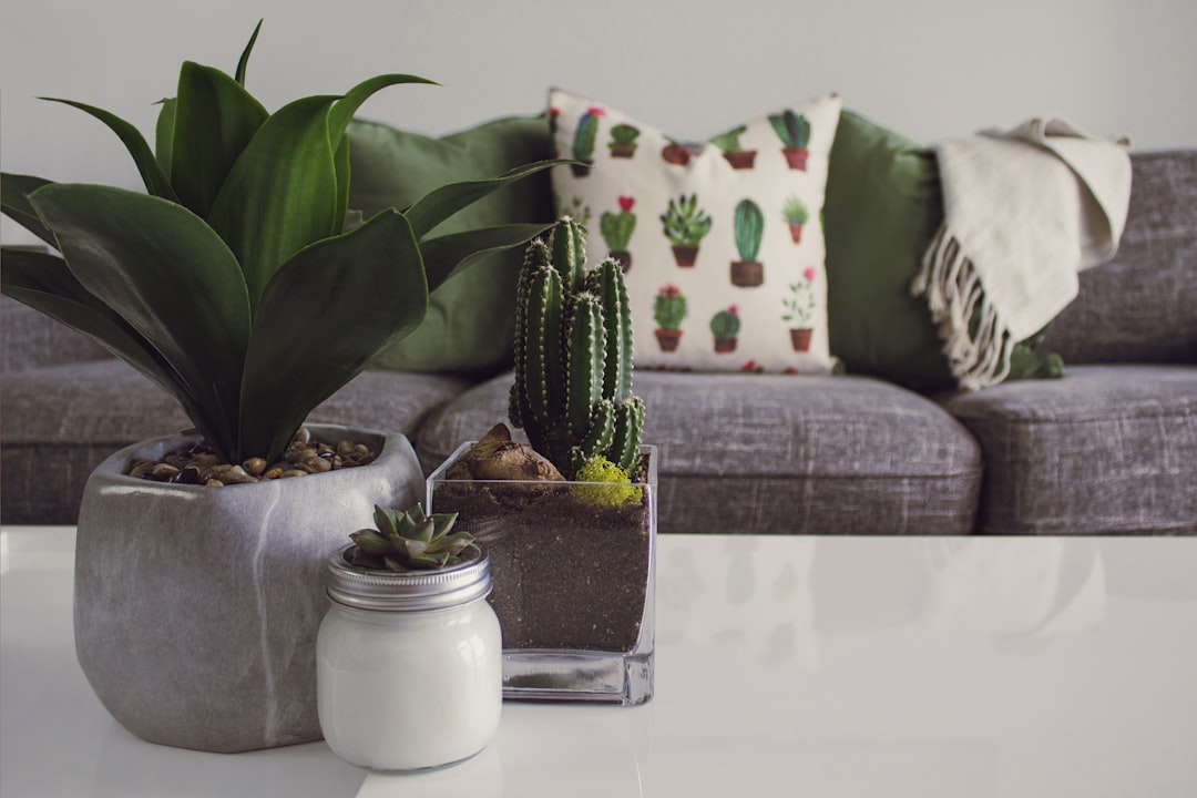 Bathroom Plants and the Humidity Lesson I Missed - plants & greenery